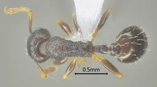 Temnothorax liviae - ANTWEB1060593