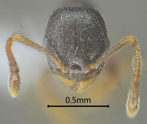Temnothorax liviae - ANTWEB1060593