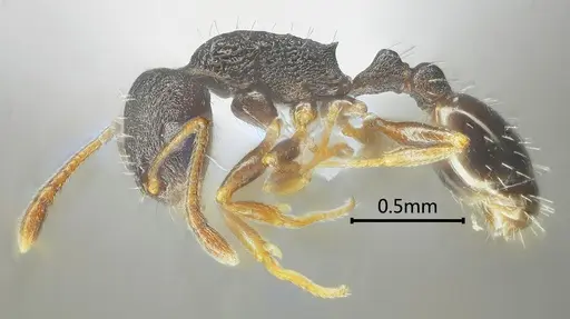 Temnothorax liviae - ANTWEB1060593