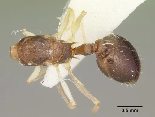 Temnothorax liviae - CASENT0102699
