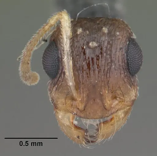 Temnothorax liviae - CASENT0102699