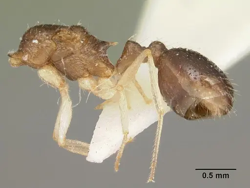 Temnothorax liviae - CASENT0102699
