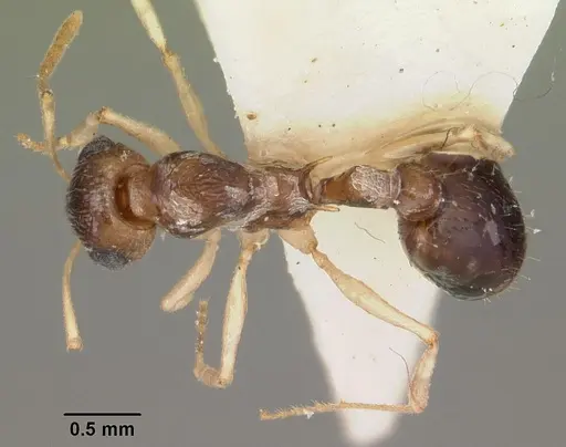 Temnothorax liviae - CASENT0102700