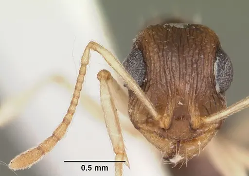 Temnothorax liviae - CASENT0102700