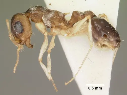 Temnothorax liviae - CASENT0102700