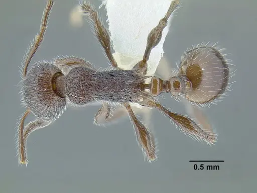 Temnothorax longicaulis specimen