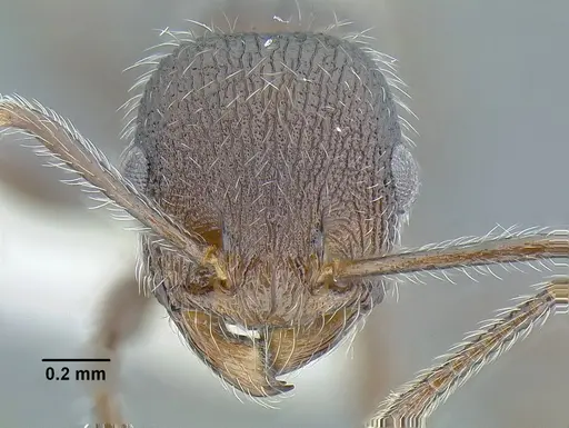 Temnothorax longicaulis specimen