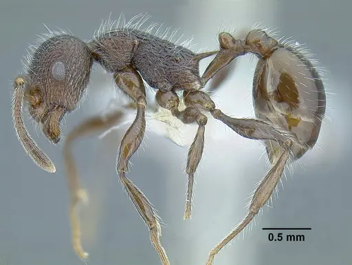 Temnothorax longicaulis specimen
