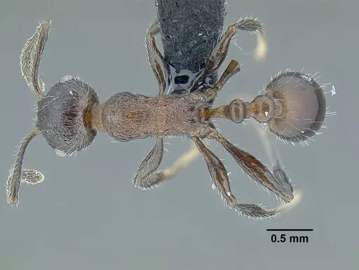 Temnothorax longinoi specimen