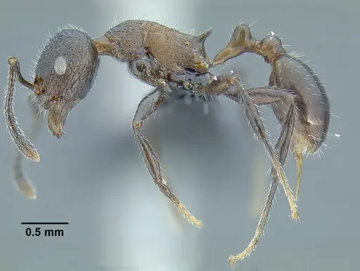 Temnothorax longinoi specimen