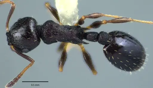 Temnothorax longispinosus specimen