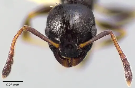 Temnothorax longispinosus specimen