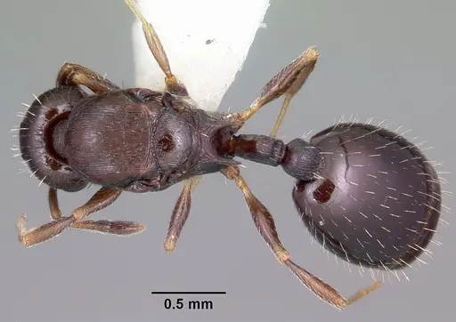 Temnothorax longispinosus - CASENT0104819