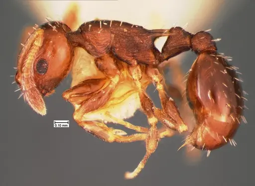 Temnothorax longispinosus - CASENT0105559