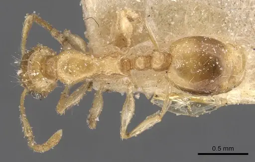 Temnothorax longispinosus - CASENT0912959