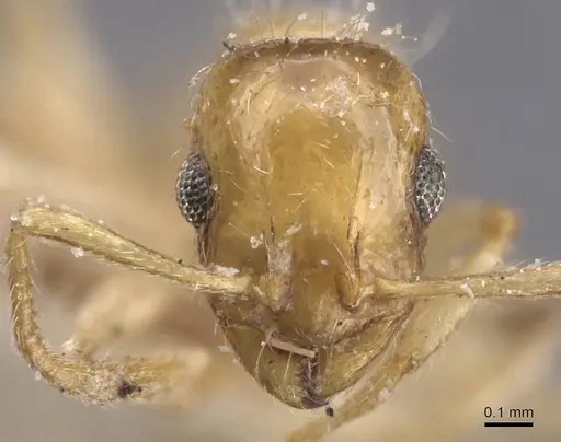 Temnothorax longispinosus - CASENT0912959