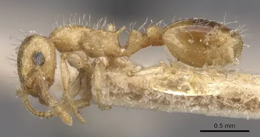 Temnothorax longispinosus - CASENT0912959