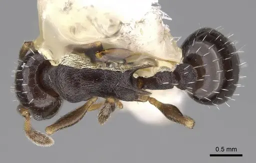 Temnothorax longispinosus - CASENT0914508