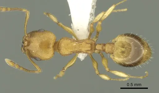 Temnothorax lucidus specimen