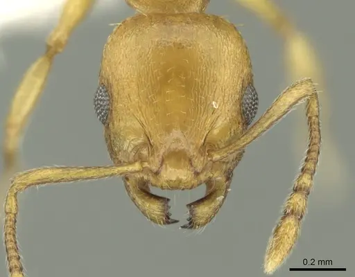 Temnothorax lucidus specimen