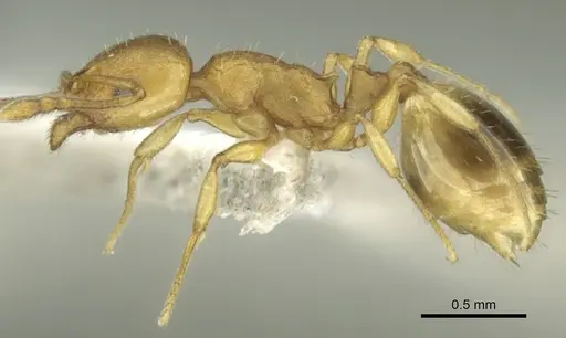 Temnothorax lucidus specimen