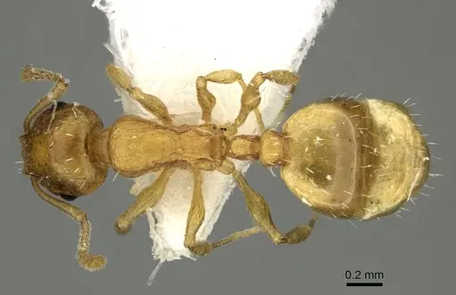 Temnothorax lucidus - CASENT0906698