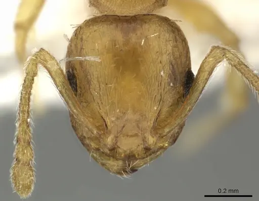 Temnothorax lucidus - CASENT0906698