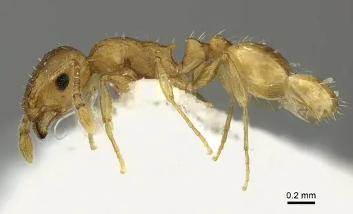 Temnothorax lucidus - CASENT0906698