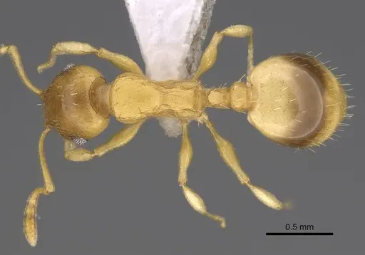 Temnothorax lucidus - CASENT0914692