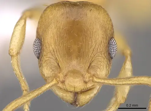 Temnothorax lucidus - CASENT0914692