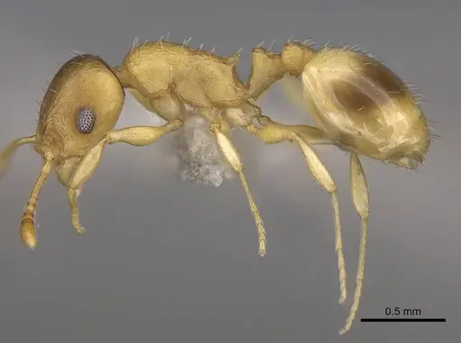 Temnothorax lucidus - CASENT0914692