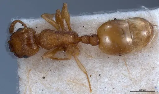 Temnothorax luteus specimen