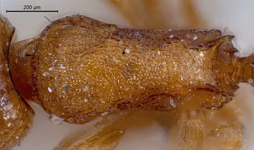 Temnothorax luteus specimen