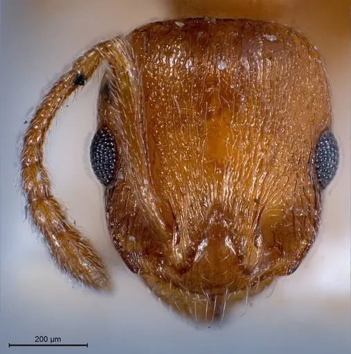 Temnothorax luteus specimen