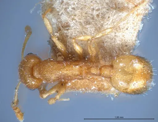 Temnothorax luteus - ANTWEB1008480