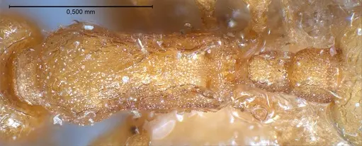 Temnothorax luteus - ANTWEB1008480