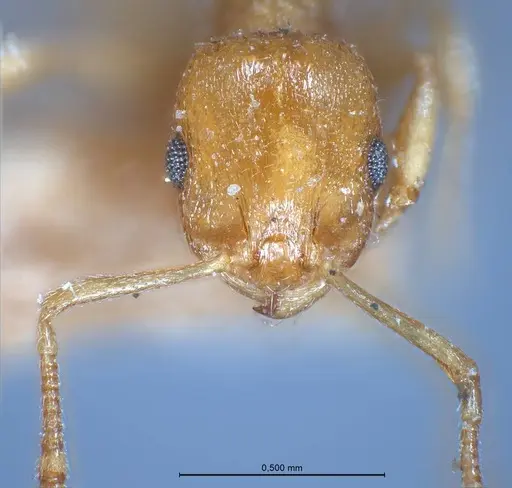 Temnothorax luteus - ANTWEB1008480