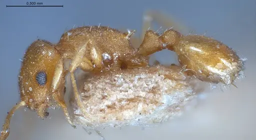 Temnothorax luteus - ANTWEB1008480