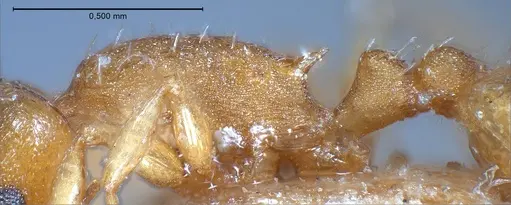 Temnothorax luteus - ANTWEB1008480