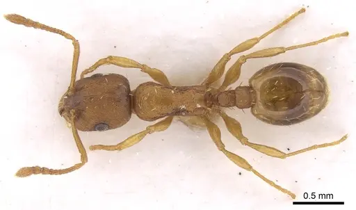 Temnothorax luteus - CASENT0906166