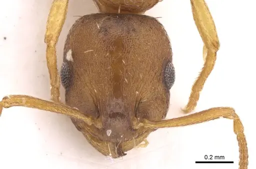 Temnothorax luteus - CASENT0906166