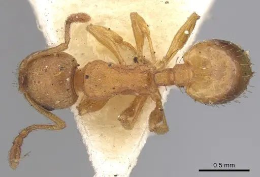 Temnothorax luteus - CASENT0906174