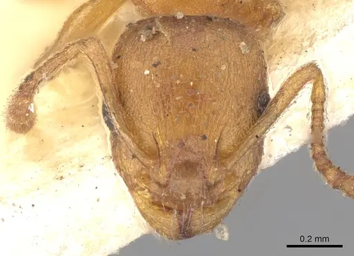 Temnothorax luteus - CASENT0906174