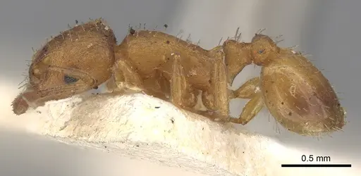 Temnothorax luteus - CASENT0906174