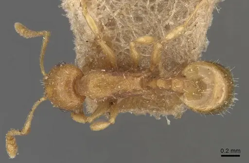 Temnothorax luteus - CASENT0907603