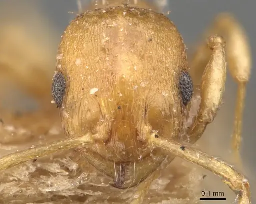 Temnothorax luteus - CASENT0907603