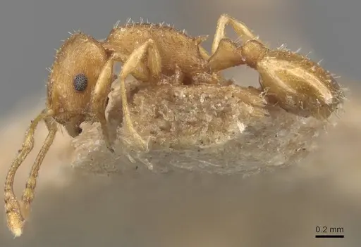 Temnothorax luteus - CASENT0907603