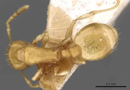 Temnothorax luteus - CASENT0909030