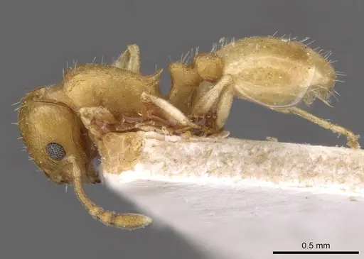 Temnothorax luteus - CASENT0909030