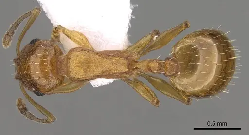 Temnothorax luteus - CASENT0914414